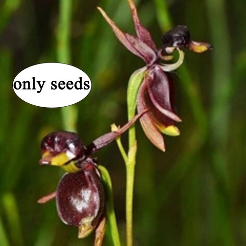 100pcs Rare Orchid Seeds Planting For Home Garden Flower | eBay