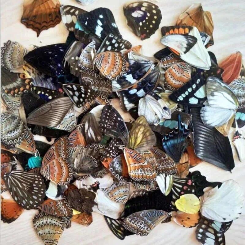 100Pcs Real Natural butterfly wings DIY handmade jewelry Hand crafts
