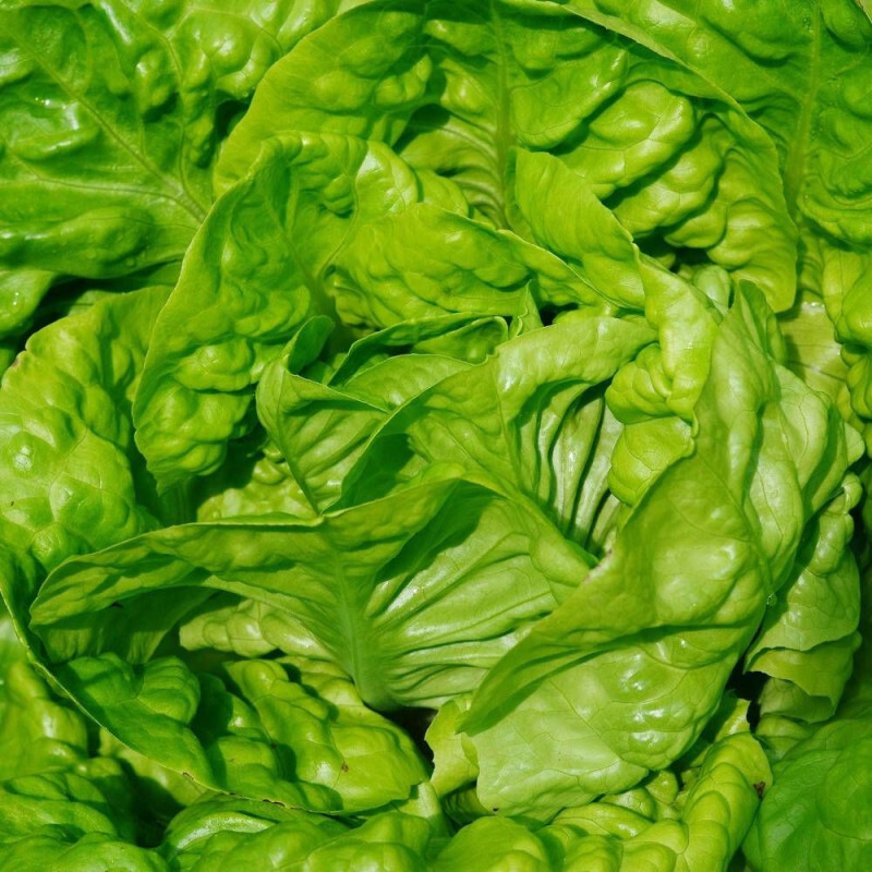 Graines De Laitue PommÃ©E Grosse Blonde Paresseuse - Vilmorin--