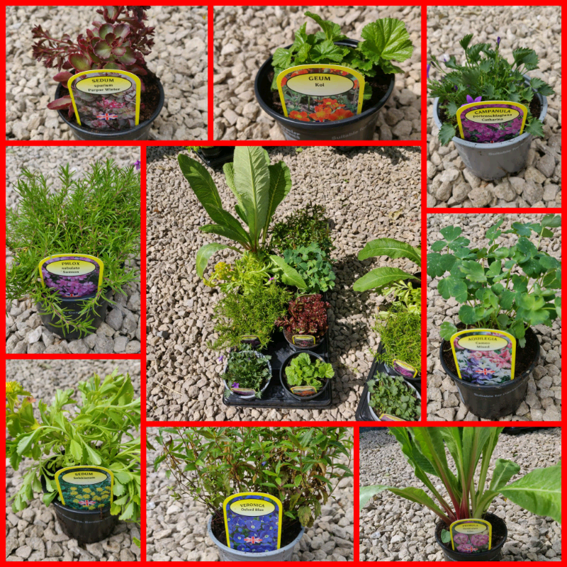 Beautiful quality X 8 Alpine plants in 9cm pots 8 for £25 delivered As in Lostock Hall