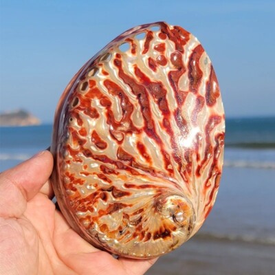 Large Natural Polished Red Dyed Midas Abalone Seashell Rare Real 5''-6'' New