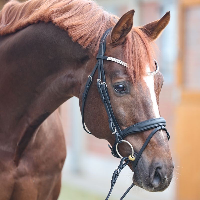 KAVALKADE Trensenzaum 