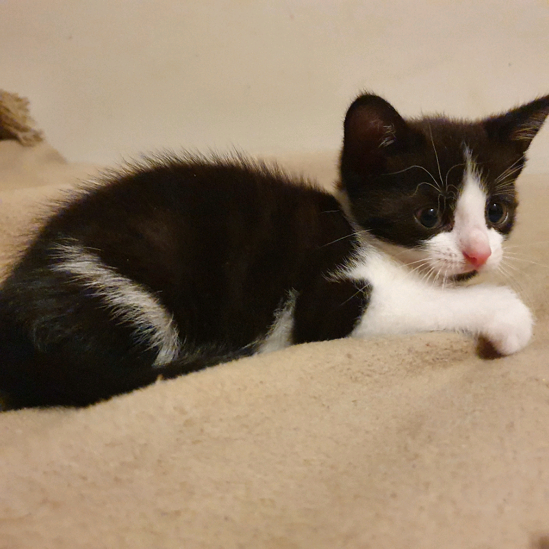 Beautiful Kittens in Portsmouth, Hampshire Gumtree