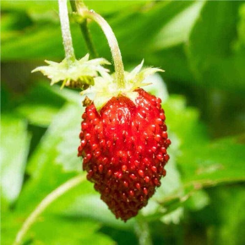 100+ Wild Strawberry Seeds - Baron (Fragaria Vesca Baron Solemacher) Groundcover