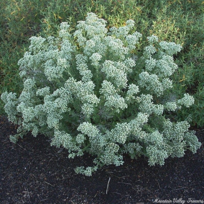 Origanum Onites (Amazing Plant !!!!!)