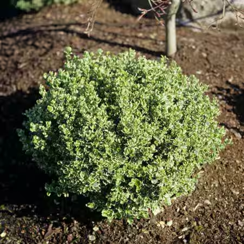 Emerald Gaiety Euonymus Live Shrub Evergreen Variegated Green White Foliage
