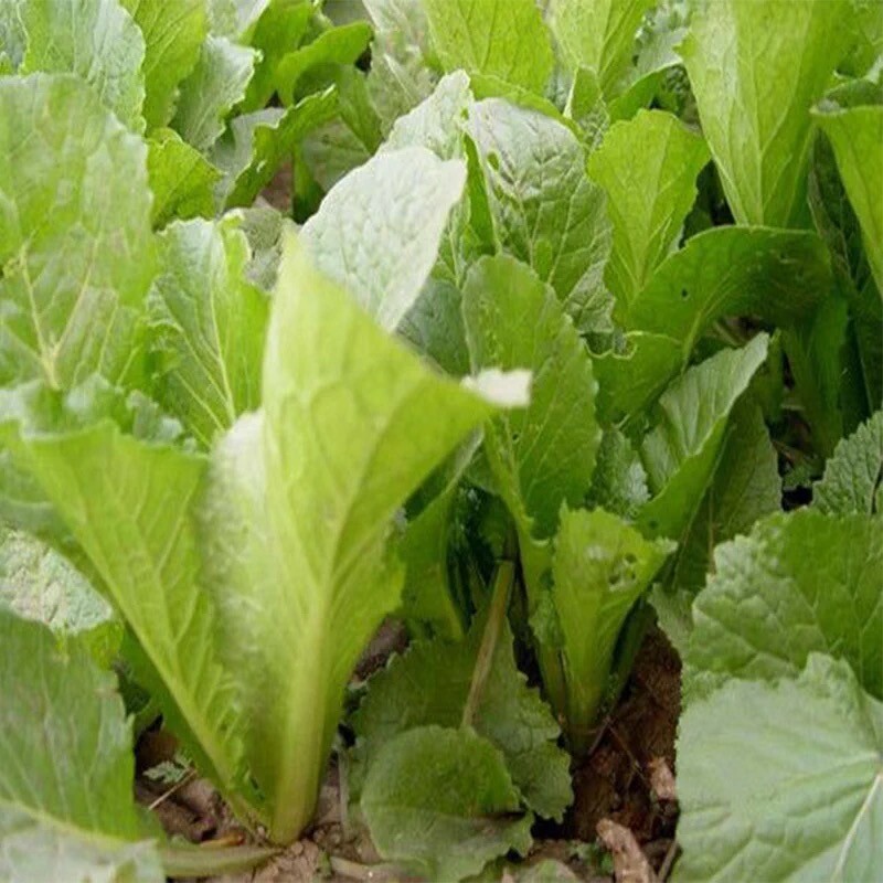 200+Pak Choi Seeds Green Stem Chinese Cabbage Bok choy Four Season vegetable USA