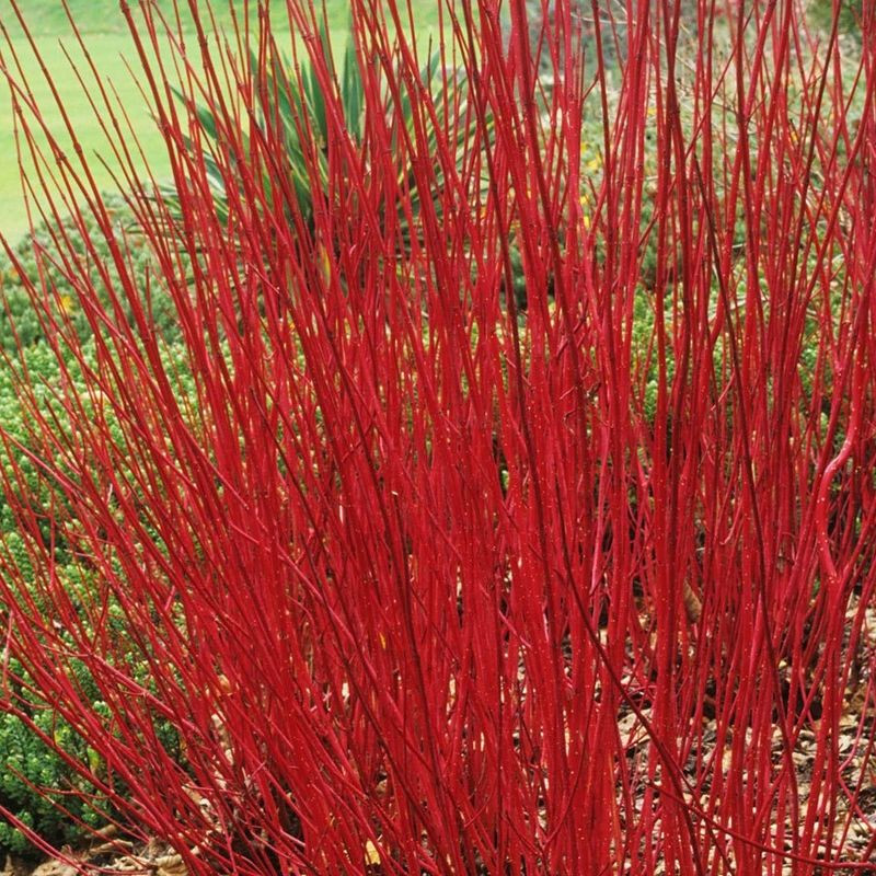 Cornus Alba 'Siberian Pearls' - Cornouiller Blanc De SibÃ©Rie Ã  Bois Rouge