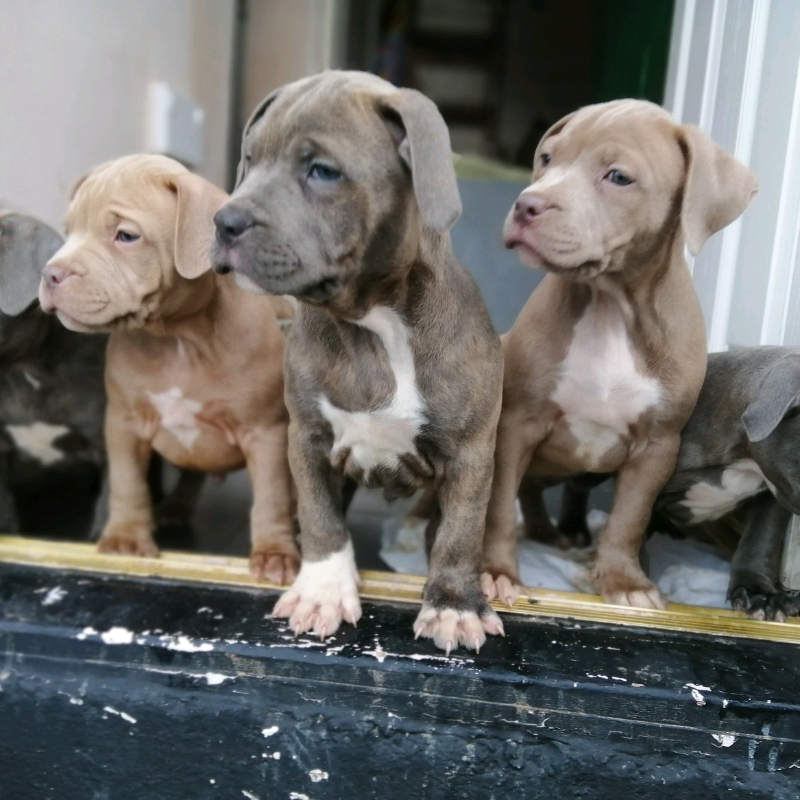 American Pocket bully not staffy in Sheffield, South Yorkshire Gumtree