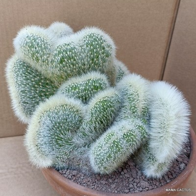 D1710 CLEISTOCACTUS STRAUSII CRESTED pot21-H19-L26 cm MaMa Cactus