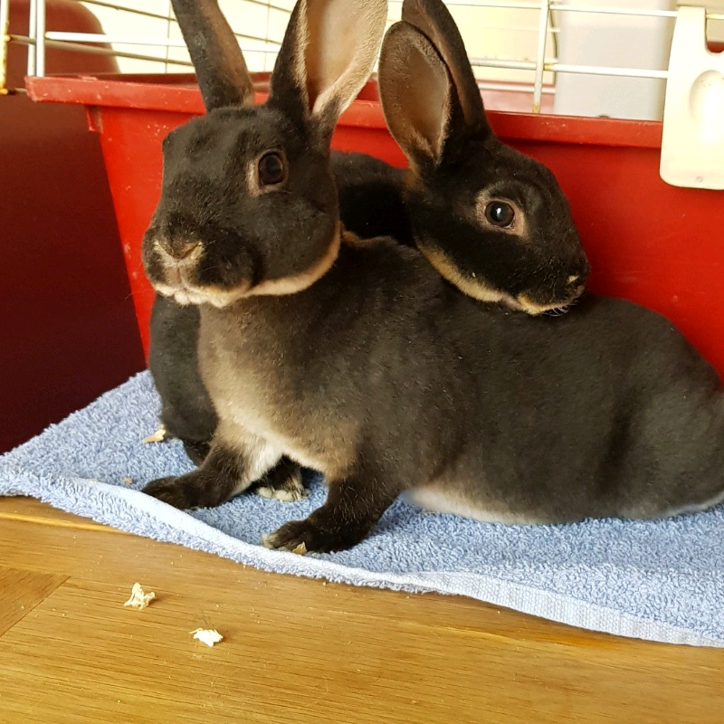Mini rex rabbits in Darlington, County Durham Gumtree