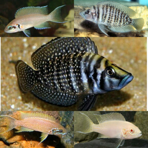 httpss adwetherill parkfishlake tanganyika cichlids available special1220091877