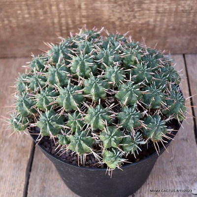 A1707 EUPHORBIA ENOPLA COMPACT FORM pot18-H11-W21 cm MaMa Cactus