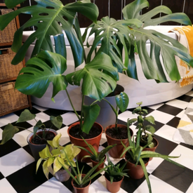 Picture Of Tall House Plants For Indoor The Most Recommended Ones Indoor Office Plants Tall Indoor Plants Indoor Plants Low Light
