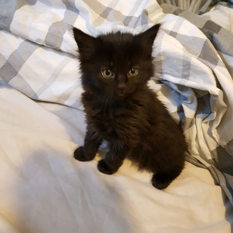 Kitten for sale in Bradford, West Yorkshire Gumtree