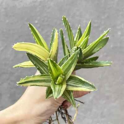 7cm Cactus Live Plant Aloe Nobilis Haw Variegated Beautiful Cactus Garden Cactus