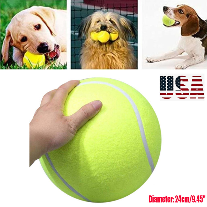 Dog Fun Outdoor Sports