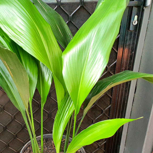 Large Aspidistra Indoor/Outdoor Plant in Pot Plants