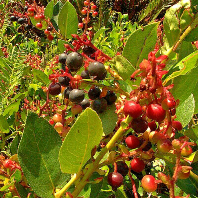 SALAL 1001 SEEDS GAULTHERIA SHALON, HARDY EVERGREEN SHRUB, EDIBLE BERRIES