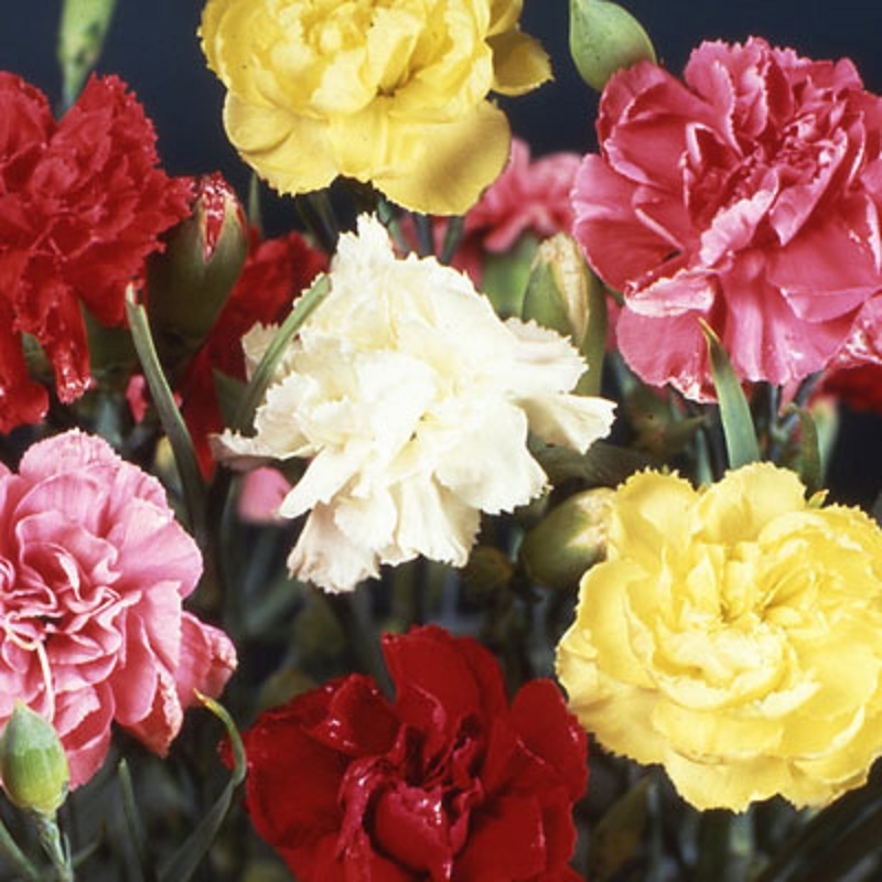 Dianthus caryophyllus Triumph Mix Carnation 10 grams appx 6,500 seeds Bulk 5060431892877