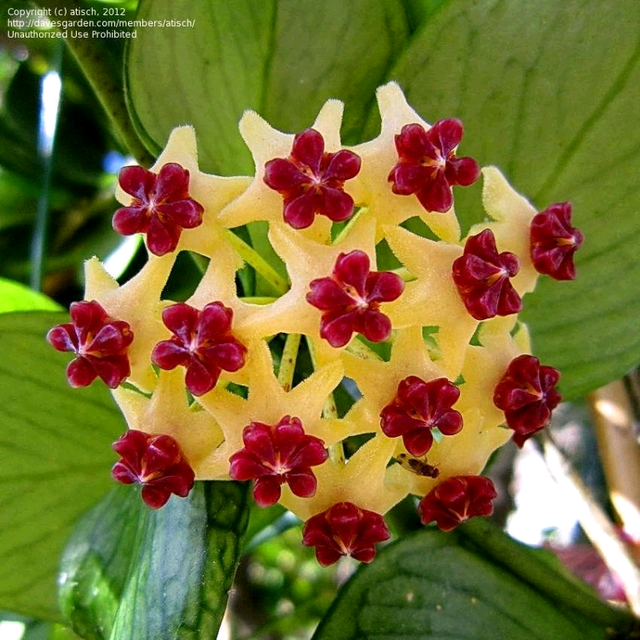 Advanced Fishtail Hoya (Hoya Polyneura) 140mm Pot