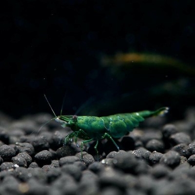 Green Jade Shrimp Neocaridina Live Tropical Freshwater ...