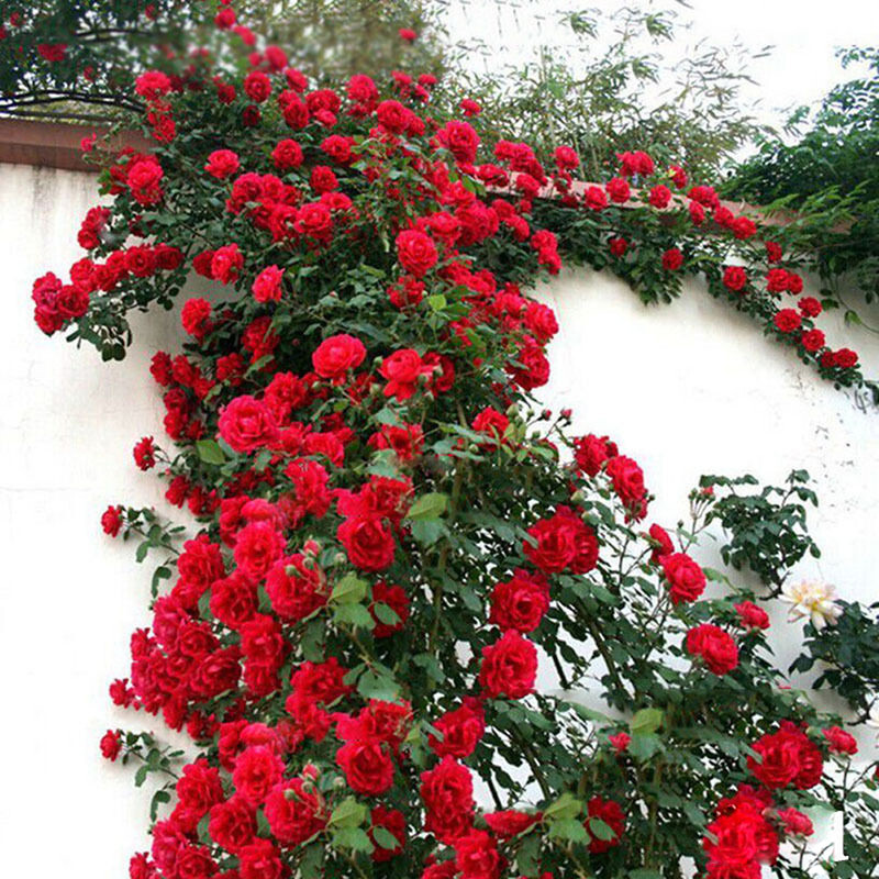 100Pcs Climbing Rose Perennial Fragrant Flower Seeds Home Decor