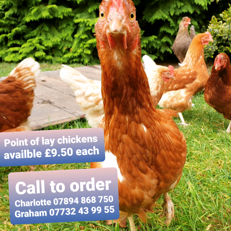 Point of Lay Hybrid Warren Chickens hens available now, 17 weeks old
