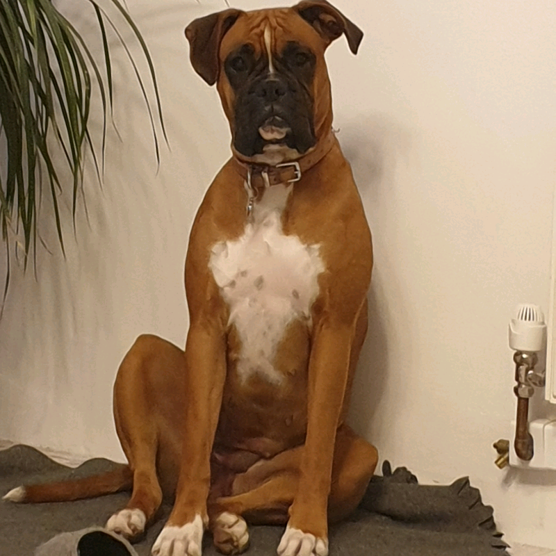 where can i take my dog to rehome