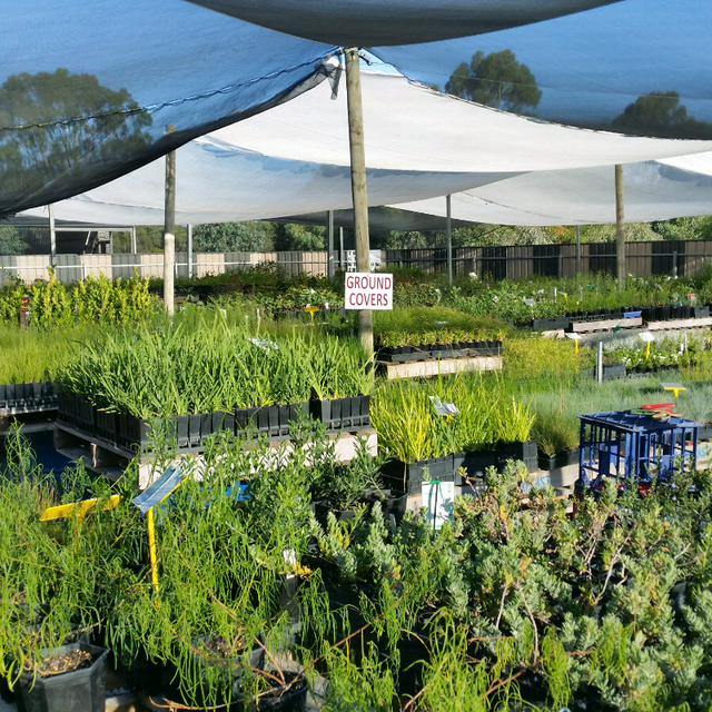 Mclaren vale natives open this Saturday 8.30 to 3.30pm | Plants