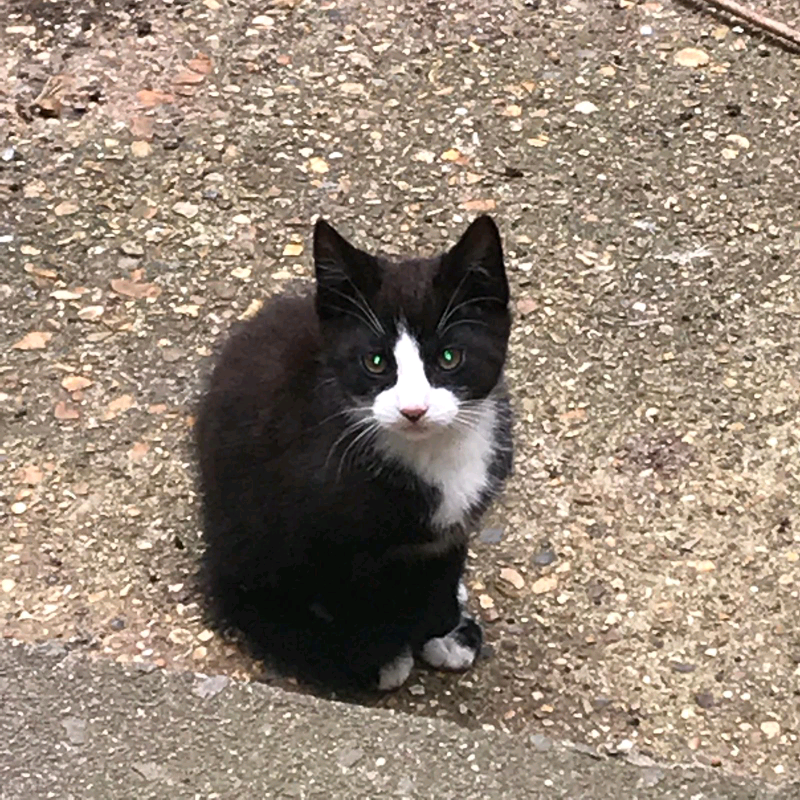 Brown black and white kitten in Hackney, London Gumtree