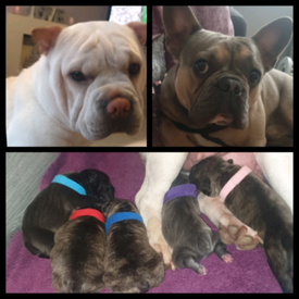 Chihuahua Long Haired Puppies In Washington Tyne And Wear Gumtree