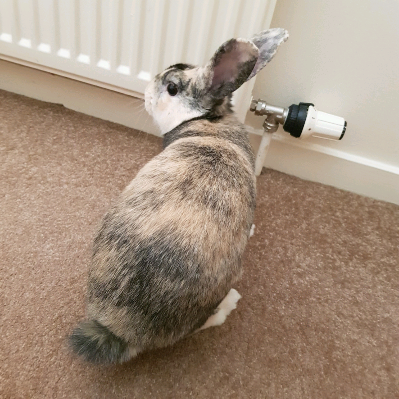 Neutered Male Rabbit. in Inverness, Highland Gumtree