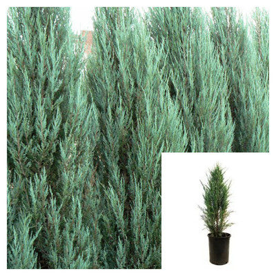 Juniperus Sky Rocket 1 Gallon Hedge Juniperus Chinensis Scopulorum Live Plant