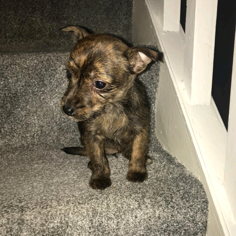 Puppy for sale in Enfield, London Gumtree