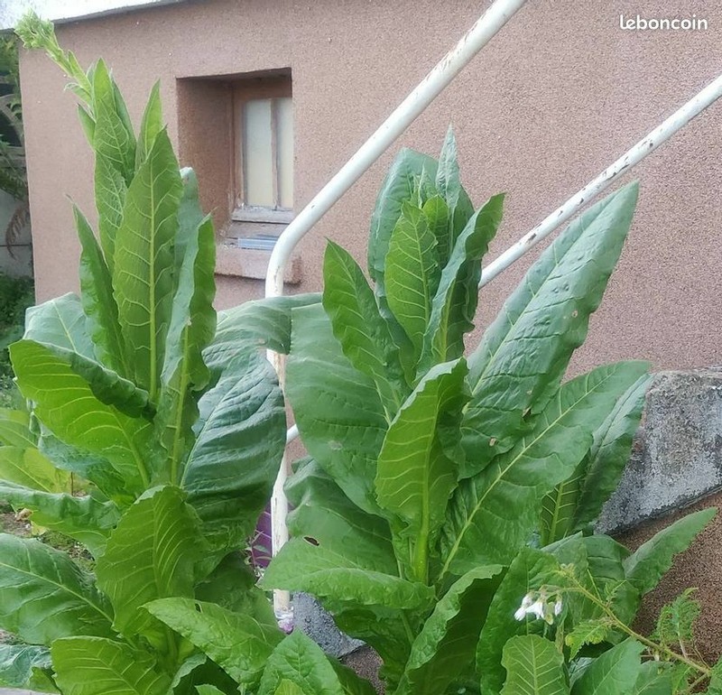 MÃ©Lange Tabac ~3000 Graines (0.3gr)