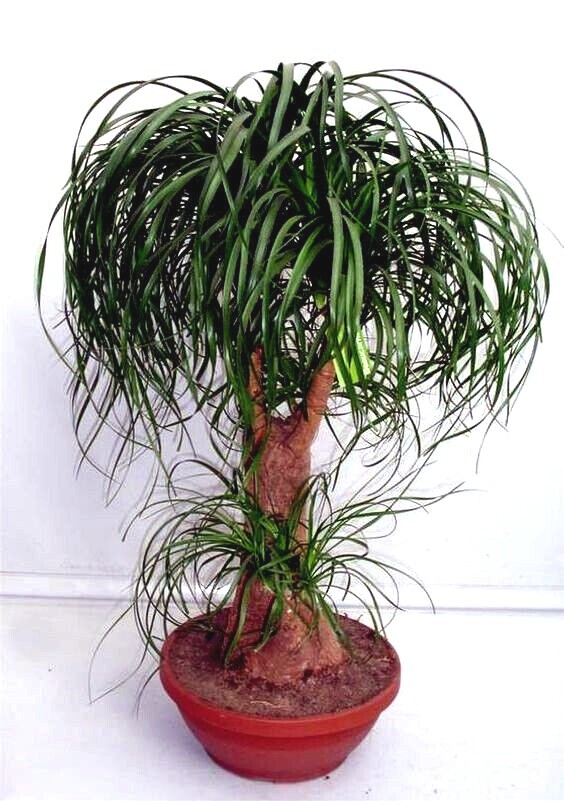 Ponytail Palm Tree Seeds Beaucarnea recurvata Elephant Foot Indoor House Plant