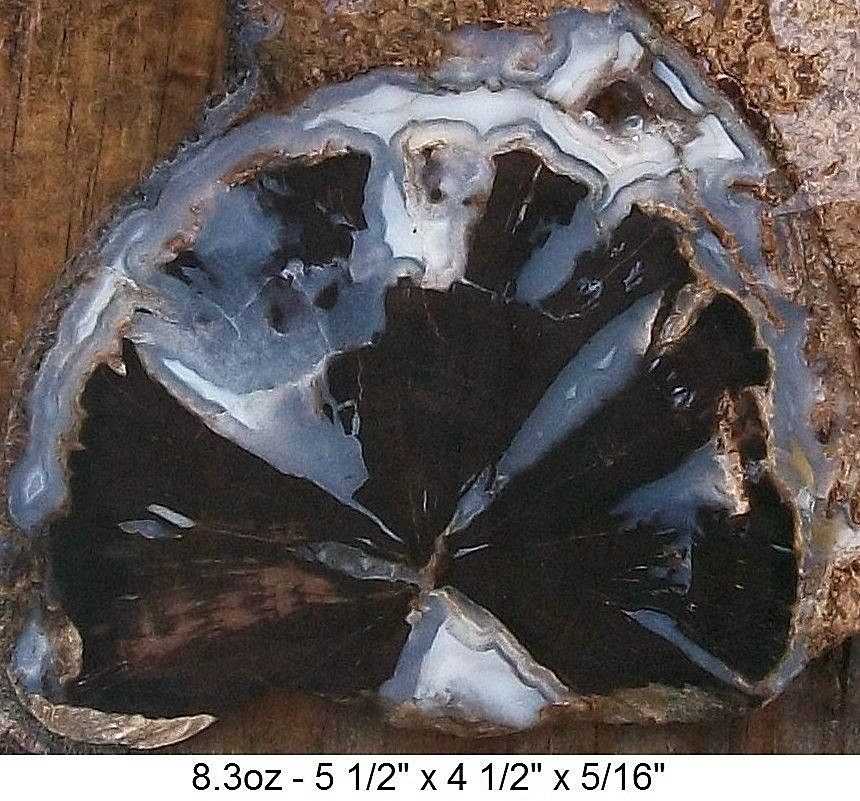 WYOMING - EDEN VALLEY BLUE FOREST PETRIFIED WOOD SLAB - TOP GRADE