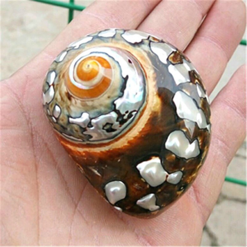 Naturel Africain Turban Coquille Conque Corail Mer Snail Home Ornement Aquarium