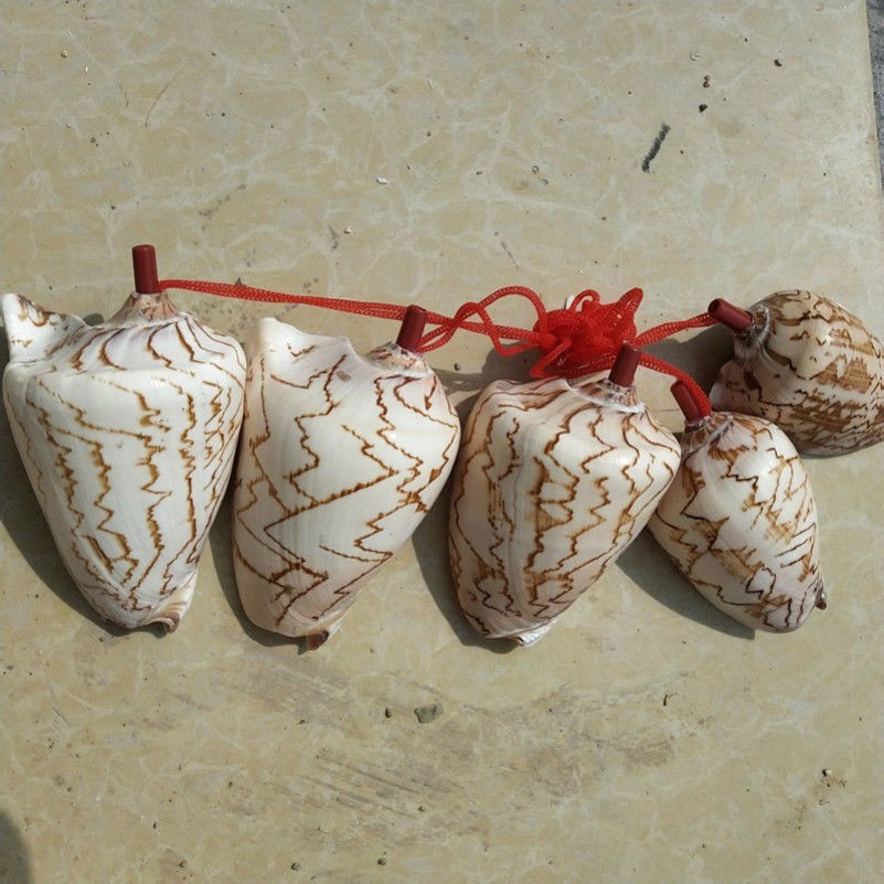 1X Natural Conch Horn Whistle Shells Sea Snail Toy Novelty Gift Tool Cute New