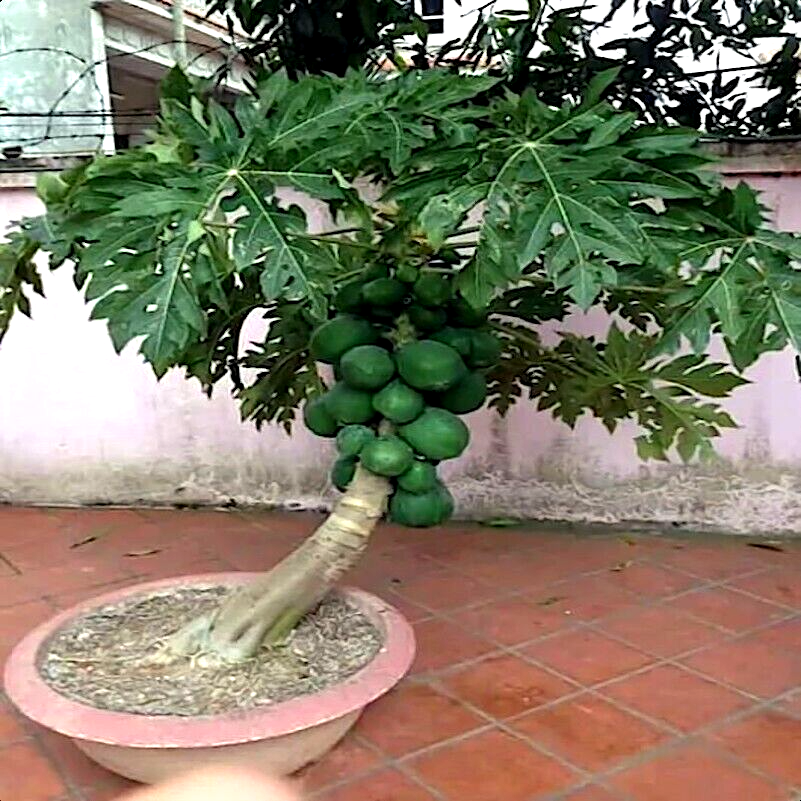 20 "DWARF SOLO WAIMANALO TREE SEEDS" (Carica Papaya) Fast Fruit Houseplant