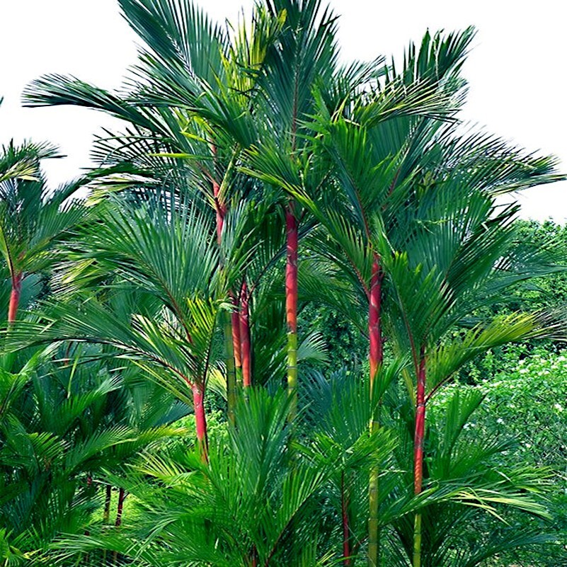 10 RED SEALING WAX "LIPSTICK" PALM TREE SEEDS (Cyrtostachys renda) House Plant