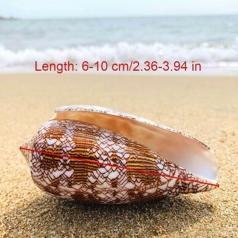 Naturale Asprella Cover Conchiglia Mare Lumaca Pesce Tender Acquario Decorazione