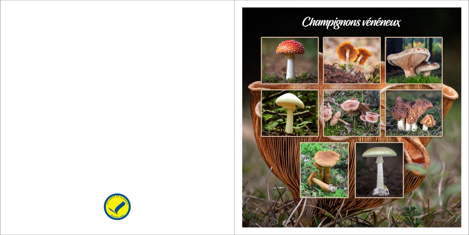 洋書 Mushrooms eBook Edition - Mushroom Botanical Art | PIE International
