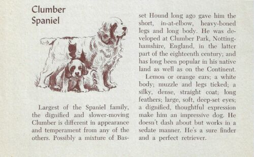 Clumber Spaniel - CUSTOM MATTED - Vintage Dog Art Print - 1954 M. Dennis