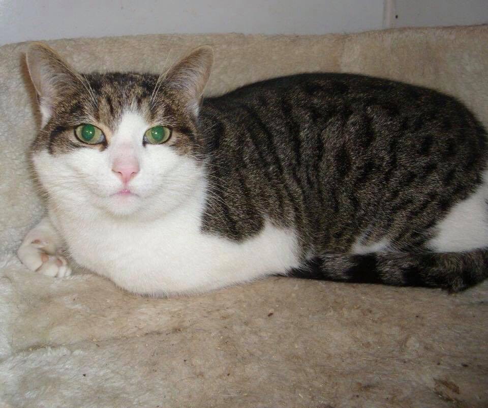 Lovely tabby/white in Stranmillis, Belfast Gumtree