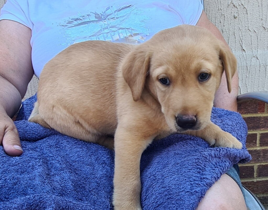 Fox Red Labrador Puppies For Sale In Burnham Berkshire Gumtree