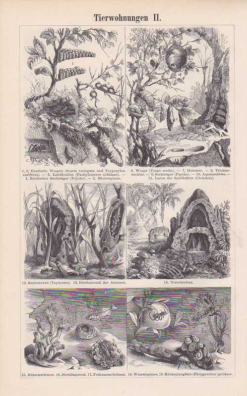 Tierwohnungen Kaninchenbau Wespennest Holzstich Um 1897 Ameisenbau Biberbau