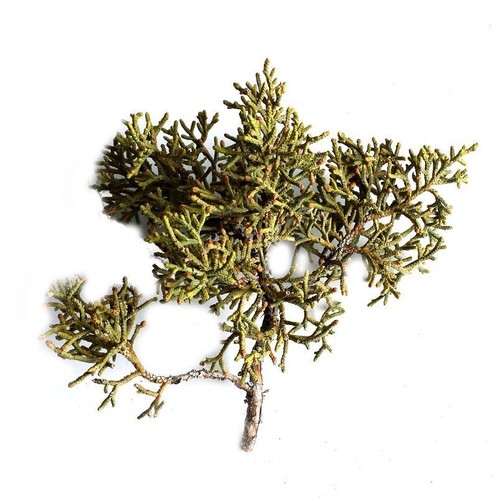 Model Railway Scenery & Trees