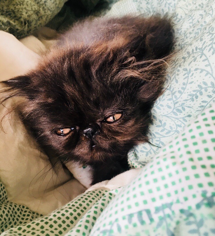 Female Chocolate Persian Kitten For Sale! in Swindon, Wiltshire Gumtree